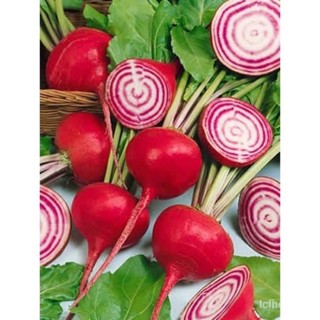ผลิตภัณฑ์ใหม่ เมล็ดพันธุ์ 2022เมล็ดอวบอ้วน หัวบีทรูท เออรีวอนเดอร์ (Early Wonder Beet Seed) บรรจุ 50 เมล็ด แรดิช/ผักชี W
