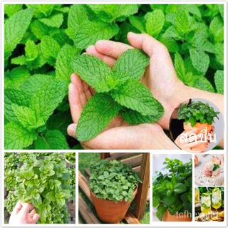 （คุณภาพสูง เมล็ด）เมล็ดพันธุ์ สะระแหน่ กินได้ Peppermint Seeds flower seeds 200เมล็ด เมล็ดพันธุ์แท้ ต้นไม้มงคล ต้/คะน้า M