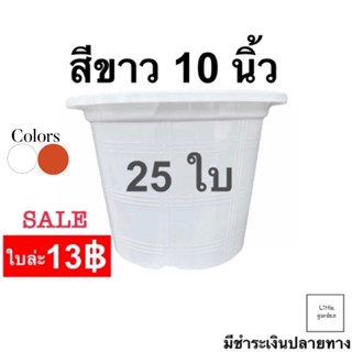 Little กระถางขาว 10 นิ้ว 25 ใบ (สีขาวอ่อร่าA+🤍)(สีอิฐ)