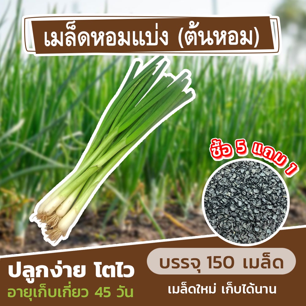 เมล็ดพันธุ์หอมแบ่ง (ต้นหอม) แบ่งขาย 150 เมล็ด🌿 (ซื้อ 5 แถม 1)