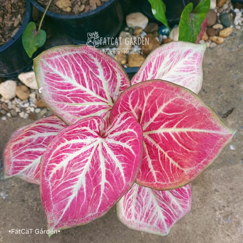 ของขวัญ บอนสี⚠️ไทยแท้✅ได้ต้นตรงตามตัวเลือก🚚ส่งของทุกวัน

<p>“><center></p>
<h4></h4>
<p><p><font color=