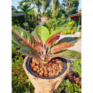 ของขวัญปีใหม่ อโกลนีมา กระถาง 8 นิ้ว ไม้มงคล อำนาจเจริญกวักมหาลาภ สำเภาทอง ทรัพย์มงคล ฯลฯ สีสวยๆ เสริมมงคล ส่งทั้งกระถาง