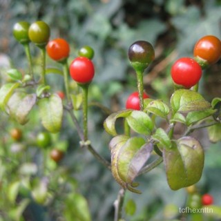 （คุณภาพสูง เมล็ด）เมล็ดพันธุ์ พริกชิลเทพิน พริกจิ๋ว พริกประดับ (Chiltepin Pepper Seed) เผ็ด บร/ง่าย ปลูก สวนครัว /มะเขือ