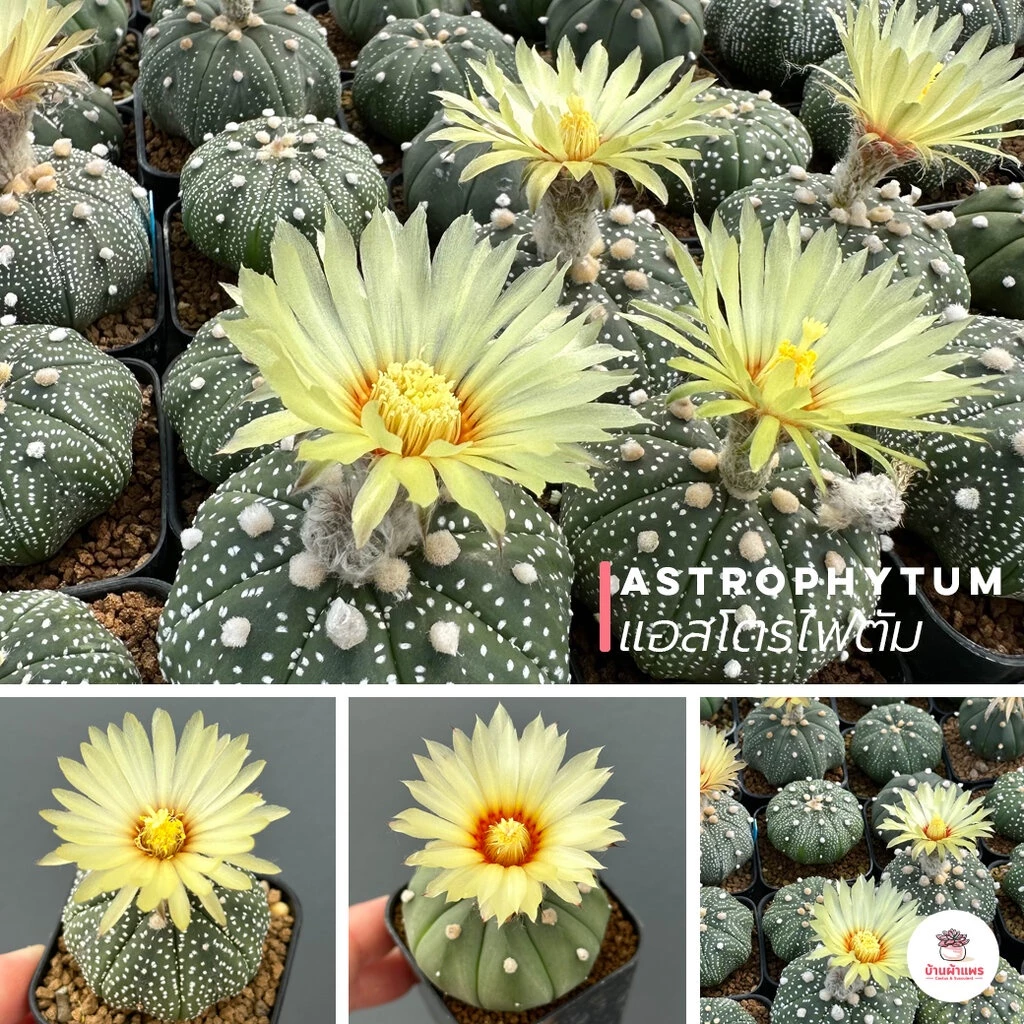 แอสโตรไฟตัม Astrophytum แคคตัส กระบองเพชร cactus&succulent