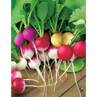 แรดิชกลม คละสี - Mixed Round Radish