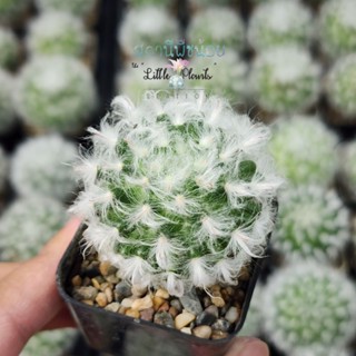 แมมขนแกะคละสีดอก Mammillaria bocasana cv. Multilanata กระบองเพชร ไม้อวบน้ำ succulent แคคตัส cactus