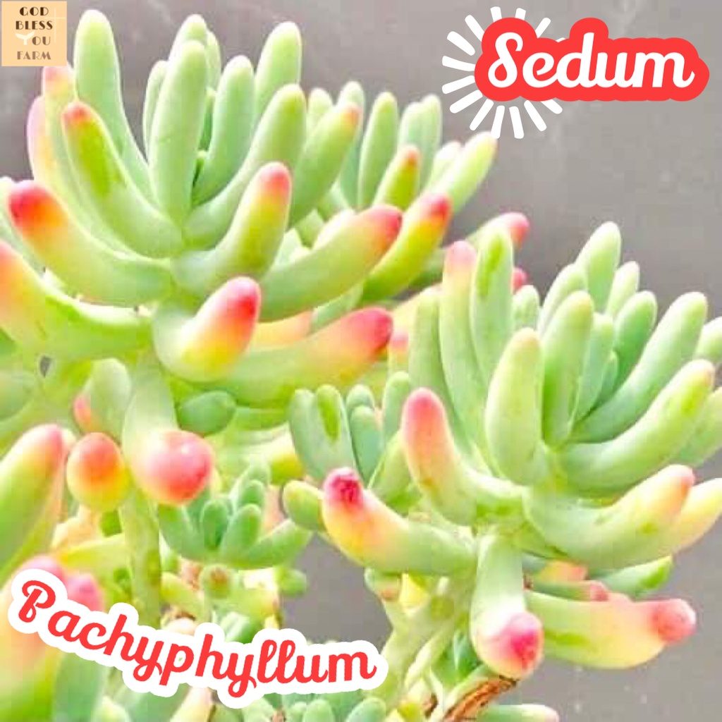 [ซีดั้ม พาชีฟีลลั่ม] Sedum Pachyphyllum แคคตัส ต้นไม้ หนาม ทนแล้ง กุหลาบหิน อวบน้ำ พืชอวบน้ำ succulent cactus