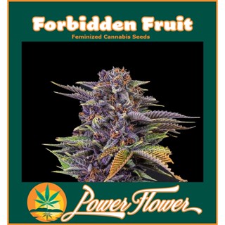 Forbidden Fruit เมล็ดกัญชา ตัวเมีย feminized cannabis seeds