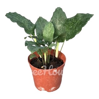 คล้าโมเสค ฟอร์มกอ กระถาง 4 นิ้ว (calathea musaica)