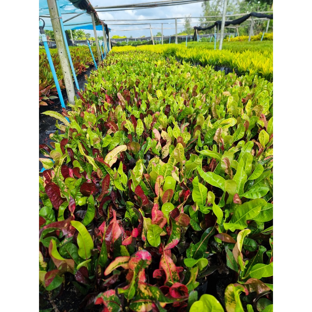 โกสนช้างแดง ถุง 4 นิ้ว ต้นใหญ่ (ขั้นต่ำ 8 ต้น รวมได้)