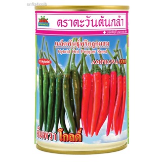 พริกขี้หนูอัมพวาโกลด์ 50 กรัม ตราตะวันต้นกล้า 🌶🌶🌶  ดก ทนโรค เมล็ดยาว