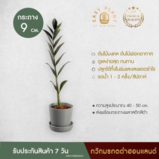 กวักมรกตใบดำ Zamiifolia ต้นเดี่ยว สายพันธุ์ฮอนแลนด์ ไม่เหมือนใคร!! ต้นไม้ประดับ ต้นไม้มินิมอล ตกแต่งบ้านและสวน-easyplant