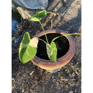 colocasia milky way ส่งแบบตัดใบเปลือยรากหุ้มทิชชู