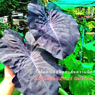 ☘️โคโลคาเซียแสงแห่งความมืด☘️COLOCASIA"LIGHT OF DARKNESS"