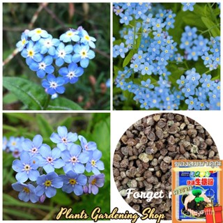 （คุณภาพสูง เมล็ด）เมล็ดพันธุ์ อย่าลืมฉัน Forget-me-not Flower Seeds บรรจุ 100 เมล็ด เมล็ดพันธุ์แท้ ต้/มะเขือ ผัก ป/มะเขือ