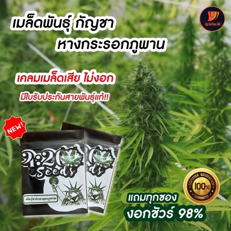 พร้อมส่ง  เมล็ดพันธุ์กัญชา เมล็ดละ 1 บาท พันธุ์หางกระรอกไทยภูพาน แท้100% ปลูกง่าย  1ในสายพันธุ์ไทยที