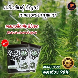 พร้อมส่ง  เมล็ดพันธุ์กัญชา เมล็ดละ 1 บาท พันธุ์หางกระรอกไทยภูพาน แท้100% ปลูกง่าย  1ในสายพันธุ์ไทยที่ดีที่สุด