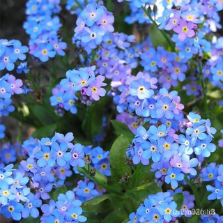 ผลิตภัณฑ์ใหม่ เมล็ดพันธุ์ 2022ของแท้ 100% กระถางเมล็ดดอกไม้ Mixed Color Forget-me-not เป็นเมล็ดอวบอ้วนดอกไม้ที่ /งอก X0Y