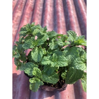 ต้น สะระแหน่ ผักสวนครัว