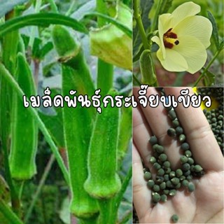 เมล็ดพันธุ์กระเจี๊ยบเขียว 50 เมล็ด