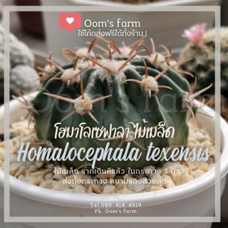 "Homalocephala texensis" cactus - แคคตัสโฮมาโลเซฟาลา ไม้เมล็ด หนามแดงสวย น่าเก็บสะสม ไซส์กระถาง 3 นิ้ว