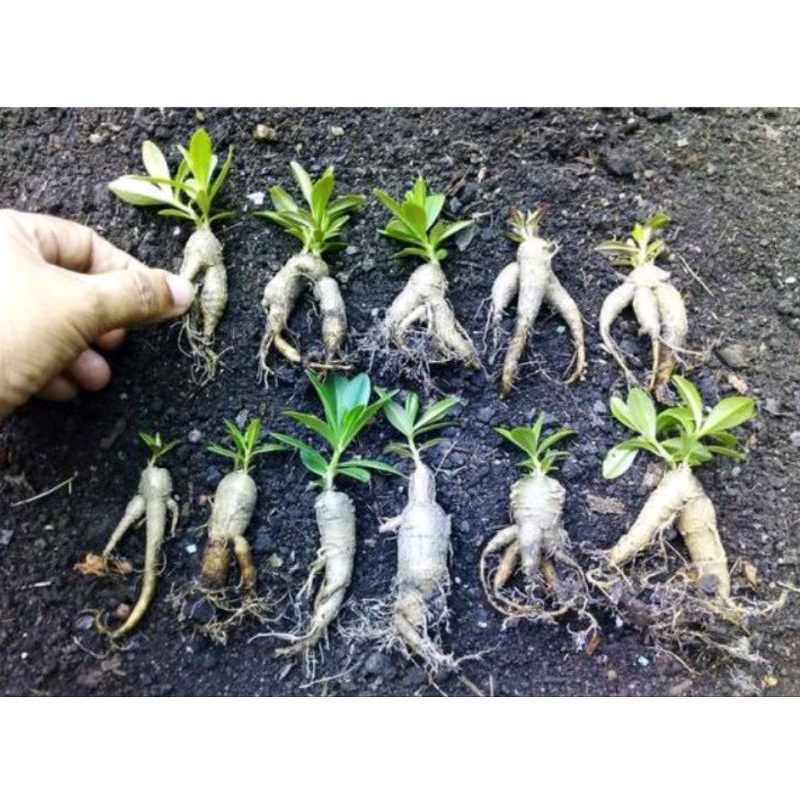 โสมไทยหัวจิ๋ว'ปลูกประดับบนโต๊ะทำงานได้ (ชุดละ10หัว)