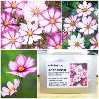 （คุณภาพสูง เมล็ด）เมล็ดพันธุ์ ดาวกระจายแคนดี้สตริป (Candy Stripe Cosmos Flower Seed) บรรจุ 150/ง่าย ปลูก สวนครัว /มะระ 2I