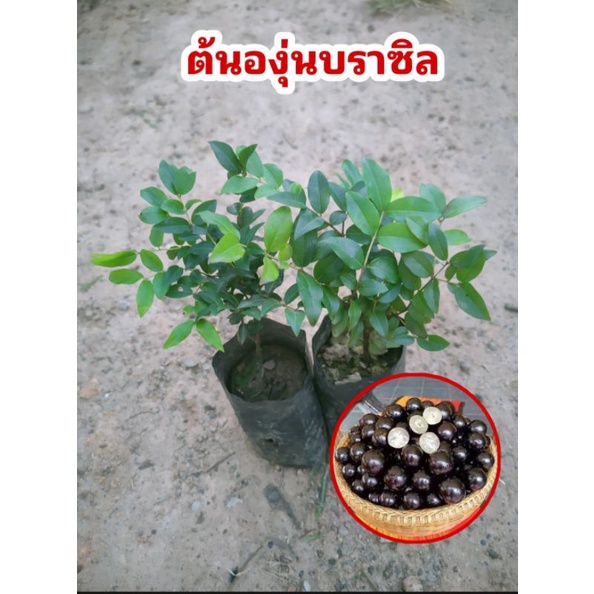 ต้นองุ่นบราซิลถุงเล็ก (ชุดละ 2 ต้น) ต้นแข็งแรง พร้อมปลูก