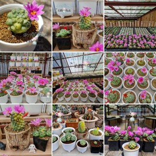 เมล็ดแมมชูแมนไร้หนาม Mammillaria schumannii inermis / variegated กระบองเพชร ไม้อวบน้ำ succulent แคคตัส cactus