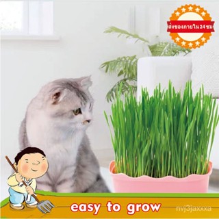 （คุณภาพสูง เมล็ด）50เมล็ด หญ้าแมว Cat Grass Seeds หญ้าแมวออแกนิค หญ้าแมว ต้นไม้ฟอกอากาศ ต้นไม้/ง่าย ปลูก สวนครัว /มะเขือ