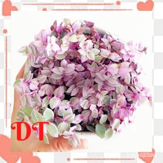 ผลิตภัณฑ์ใหม่ เมล็ดพันธุ์ จุดประเทศไทย ❤DT REAL PLANTCallisia Repens Pink Lady สีชมพู Yue หัวใจหญ้าเมล็ดอวบอ้วน /ต้นอ่อน