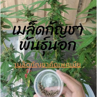 เมล็ดพันธุ์กัญชาสายพันธุ์นอก