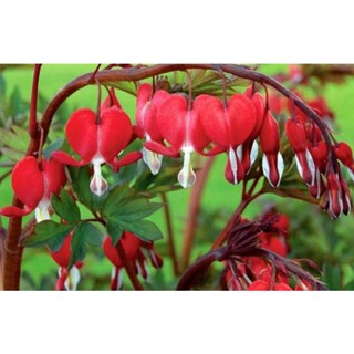 เมล็ดพันธุ์ดอกหทัยหยาดทิพย์สีแดง Dicentra Spectabilis Valentine บรรจุ 5 เมล็ด คุณภาพดี ของแท้ ราคาถูก นำเข้าจากต่างประเท