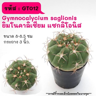 GT012 Gymnocalycium saglionis ยิมโนคาลิเซียม แซกลิโอนิส ไม้เมล็ด cactus กระบองเพชร แคคตัส กุหลาบหิน พืชอวบน้ำ