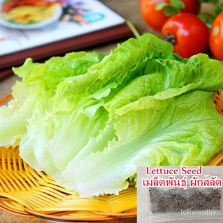 （คุณภาพสูง เมล็ด）จุดประเทศไทย เมล็ด คุณภาพดี ราคาถูก 100 เมล็ด Lettuce Seeds เมล็ดพันธุ์ผักสว/ง่าย ปลูก สวนครัว /มะเขือ