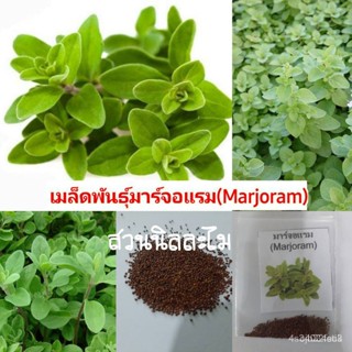 ผลิตภัณฑ์ใหม่ เมล็ดพันธุ์ เมล็ดพันธุ์สมุนไพรฝรั่งมาจอร์แรม(Marjoram)400 เมล็ด**มีบริการเก็บเงินปลายทาง YeHd/ผักส/ต้นอ่อน