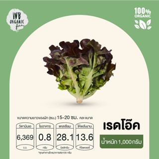 WB Organic Farm เรดโอ๊ค 1000 กรัมผักสลัด มาตรฐานออร์แกนิค ปลอดสารพิษ 100%  เก็บใหม่ทุกออเดอร์ เก็บ-แพ็ค-ส่งตรงจากฟาร์