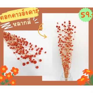 ดอกดาวอังคาร ฟอกขาว​ ย้อมสี ดอกไม้แห้ง ดอกหญ้าแห้ง ดอกไม้สำหรับตกแต่ง 🌸🌾