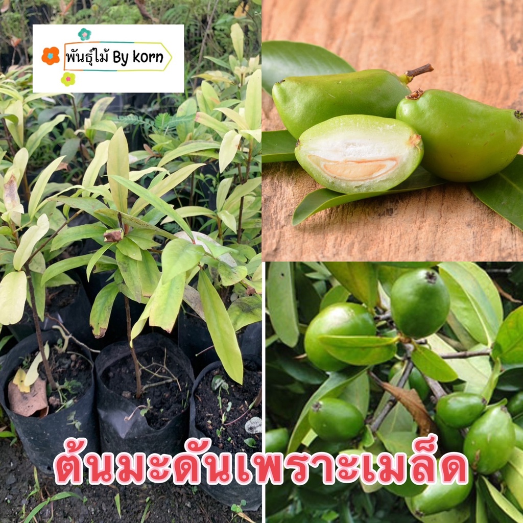 ต้นมะดันเขียวมรกตพันธุ์ลูกใหญ่ แบบเพาะเมล็ด มะดันเขียวมรกต พร้อมส่ง สำคัญกรุณาสั่งซื้อในเวลา12:00น.-00:00น.