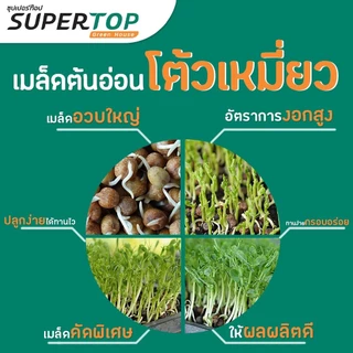 เมล็ดเพาะต้นอ่อน โต้วเหมี่ยว พันธุ์เมเปิ้ล (Pea Maple Microgreen) SUPERTOP ขนาด 1 KG.