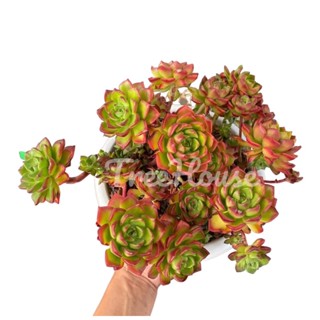 กุหลาบหินแบบกอกระถาง 8 นิ้ว  Kalanchoe blossfeldiana Poelln Pot”8