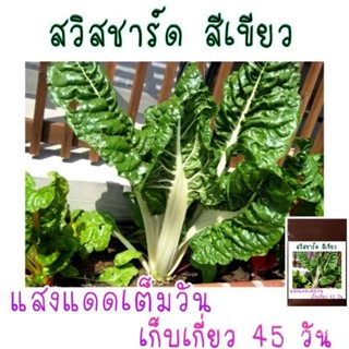 เมล็ดพันธุ์ สวิสชาร์ด สีเขียว 25เมล็ด/ง่าย ปลูก สวนครัว เมล็ด/ผักชี ZNVW