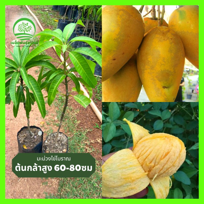 [ความสูงของต้นกล้า 60-80ซม.] มะม่วงไข่โบราณมาตรฐานF1 ปราศจากแมลงศัตรูพืชและโรค ติดผลหลังจากผ่านไปหนึ่งปี รากแข็งแรง ผลไ