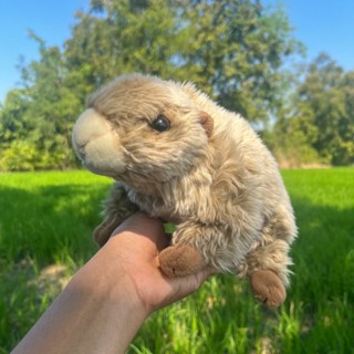 ตุ๊กตากราวน์ฮ็อก กราวน์ฮ็อก กราวด์ฮ็อก Groundhog  woodchuck กระรอกดิน