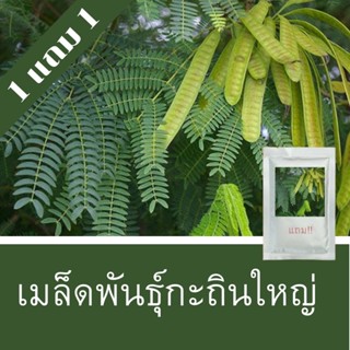 เมล็ดพันธุ์ผักกถิน 1แถม1 (500เมล็ด) ราคาถูกที่สุด!!