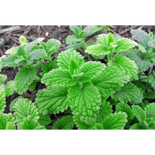 เมล็ดพันธุ์สมุนไพร สตรอว์เบอร์รี่ มินท์ Strawberry Mint Herb Seeds บรรจุ 100 เมล็ด คุณภาพดี ของแท้ ราคาถูก นำเข้าจากต่าง