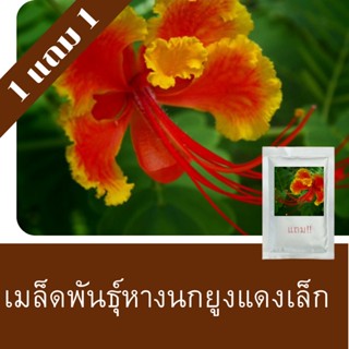 เมล็ดพันธุ์หางนกยูงแดงเล็ก 1แถม1 (100เมล็ด)