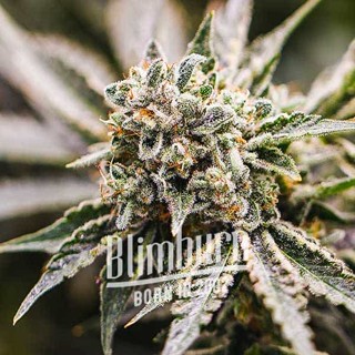 เมล็ดพันธุ์กัญชา GMO Blimburn Feminised Cannabis Seeds เพศเมีย เมล็ดกัญชานอก เมล็ดค่าย Blimburn แท้100% แบ่งขาย