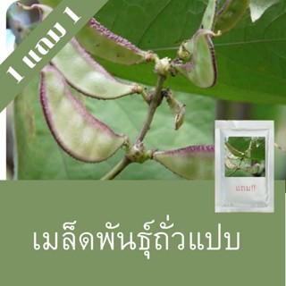 เมล็ดพันธุ์ถั่วแปบ 1แถม1 (150 เมล็ด) ราคาถูกที่สุด!!