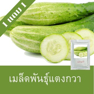 เมล็ดพันธุ์แตงกวา 1แถม1(150 เมล็ด) ราคาถูกที่สุด!!